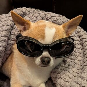 Doggles XS